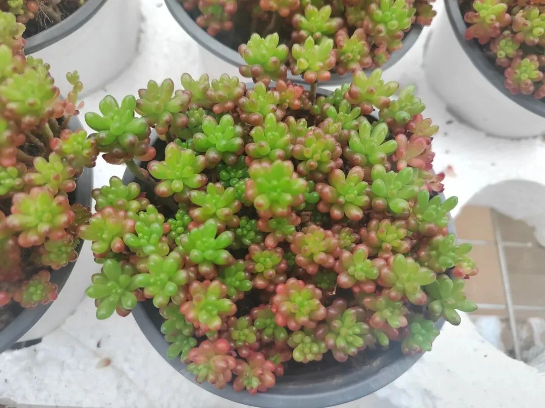 九朵荷|南阳花鸟市场:春天在这里落脚