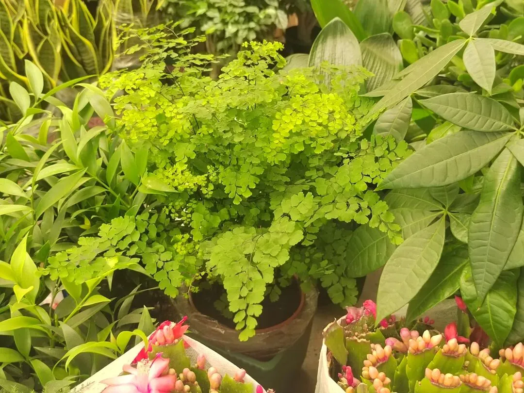 九朵荷|南阳花鸟市场:春天在这里落脚