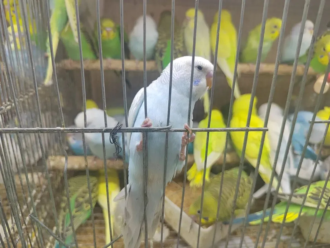 九朵荷|南阳花鸟市场:春天在这里落脚