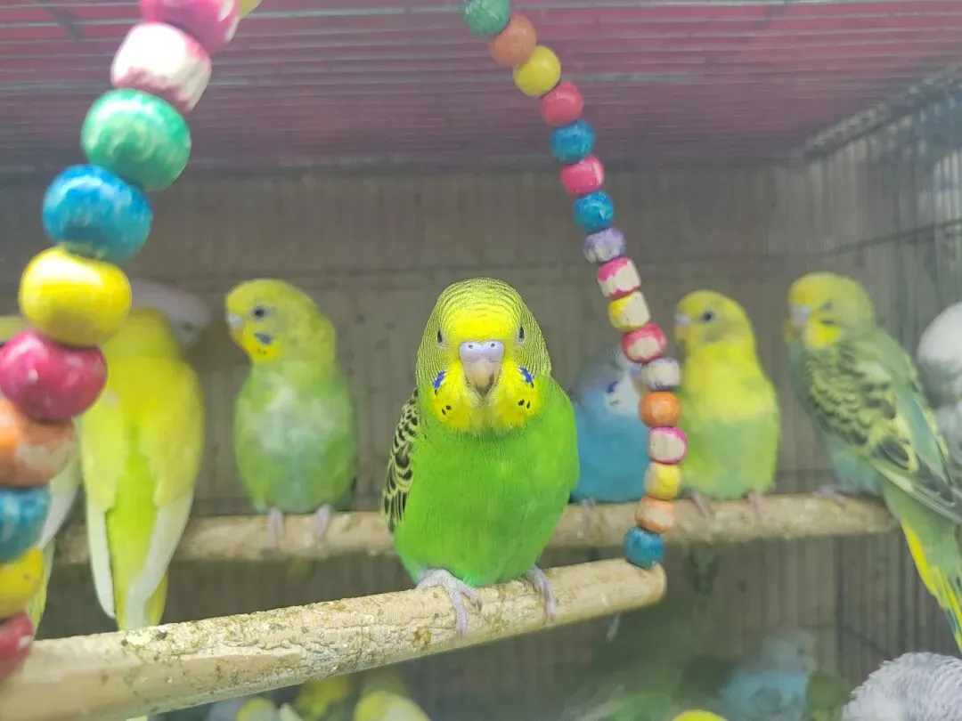 九朵荷|南阳花鸟市场:春天在这里落脚