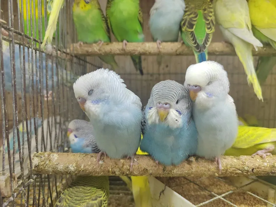 九朵荷|南阳花鸟市场:春天在这里落脚