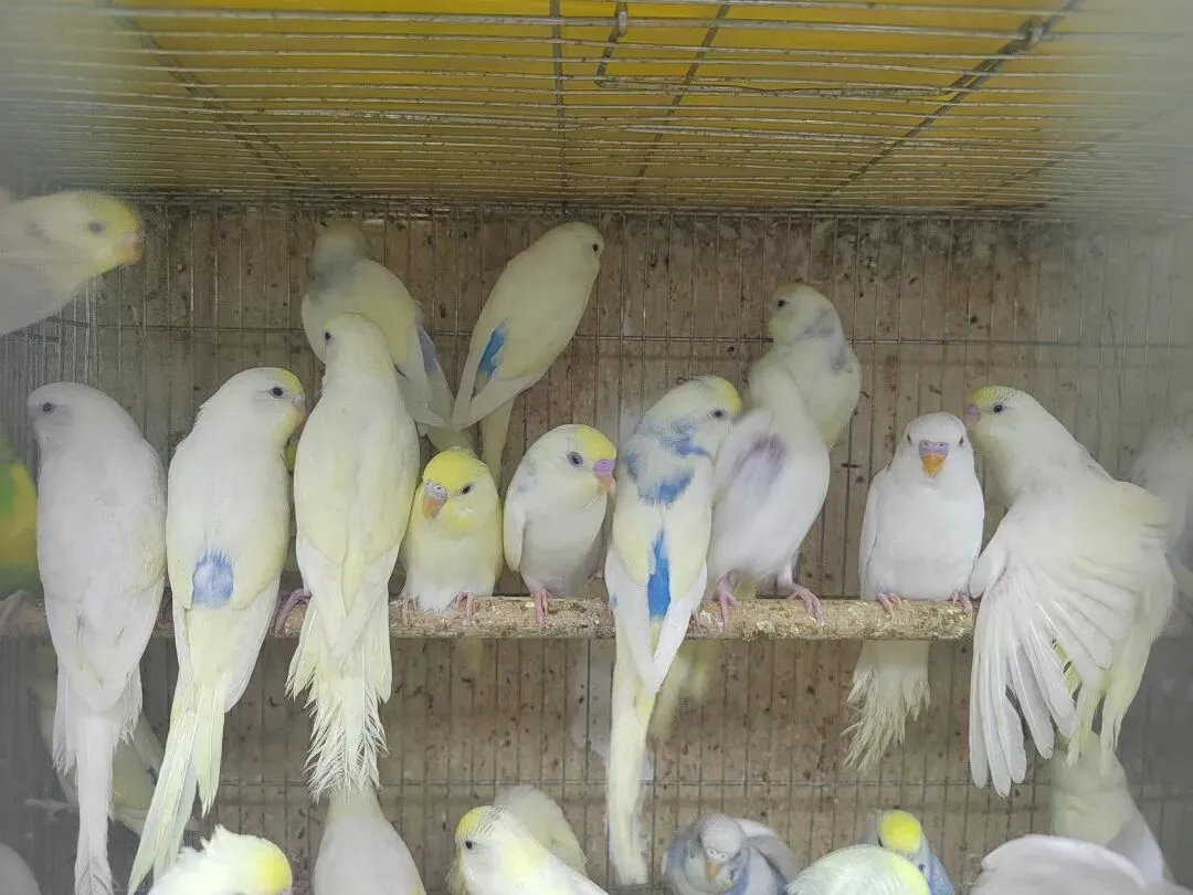 九朵荷|南阳花鸟市场:春天在这里落脚