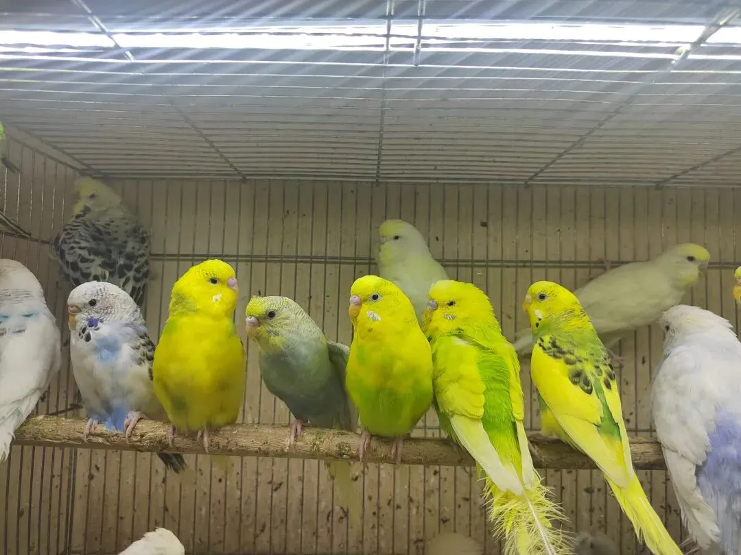 九朵荷|南阳花鸟市场:春天在这里落脚