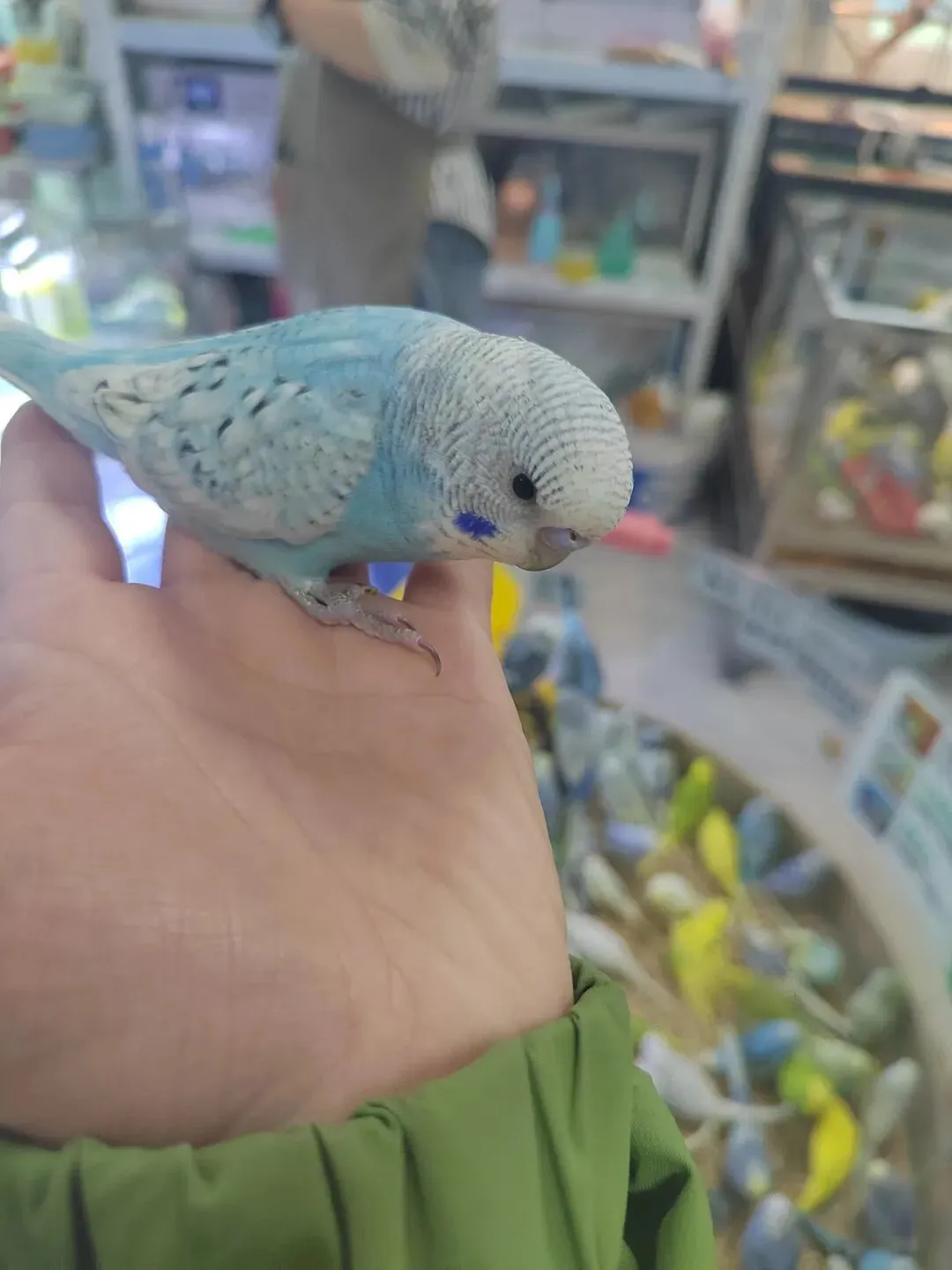 九朵荷|南阳花鸟市场:春天在这里落脚