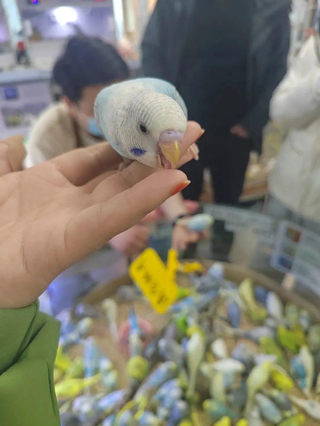 九朵荷|南阳花鸟市场:春天在这里落脚