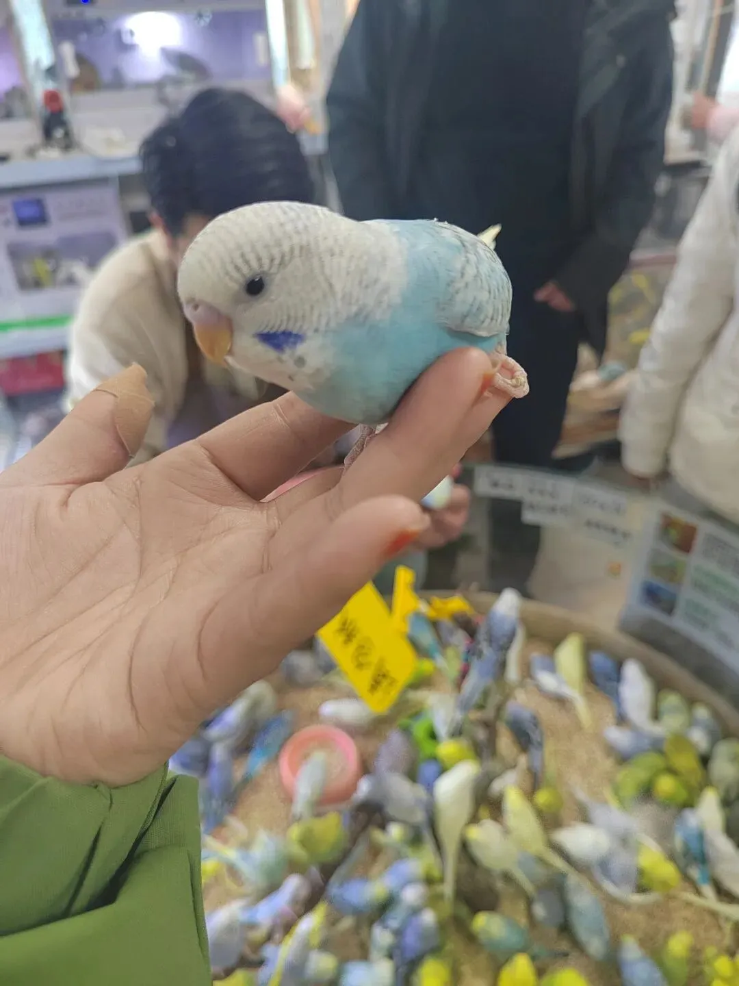 九朵荷|南阳花鸟市场:春天在这里落脚