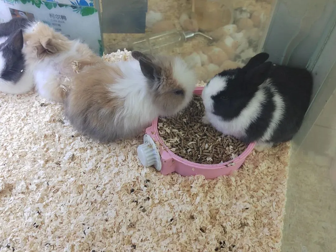 九朵荷|南阳花鸟市场:春天在这里落脚