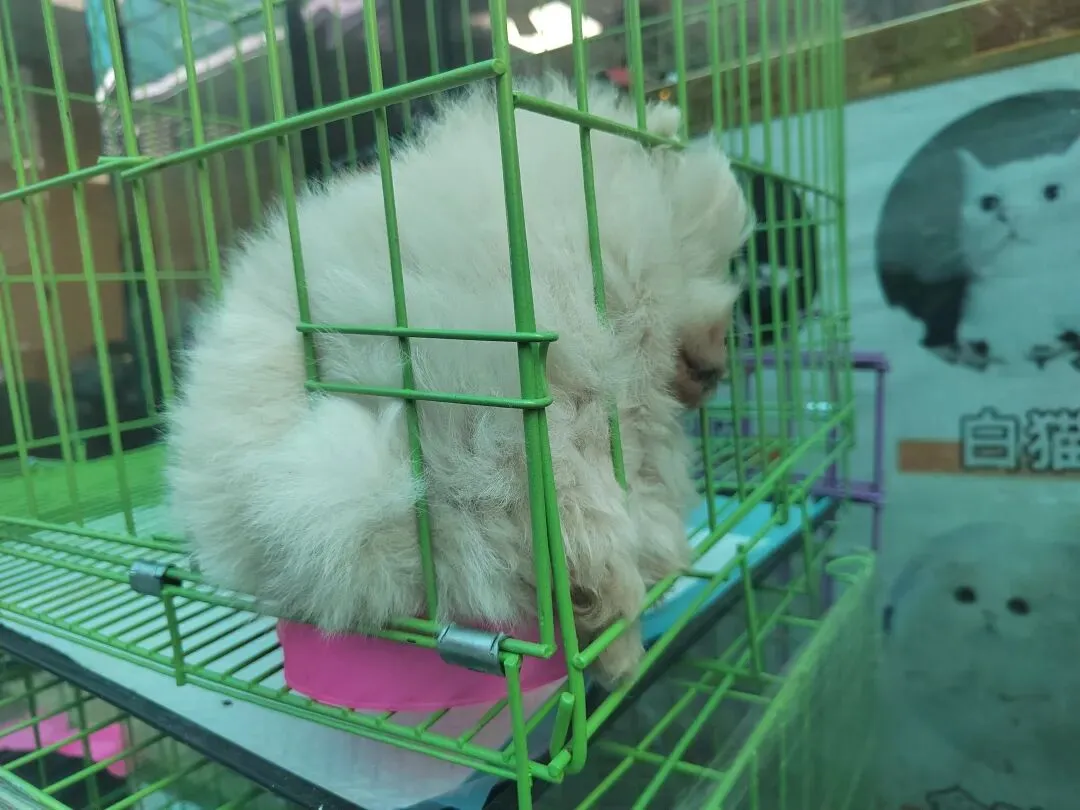 九朵荷|南阳花鸟市场:春天在这里落脚