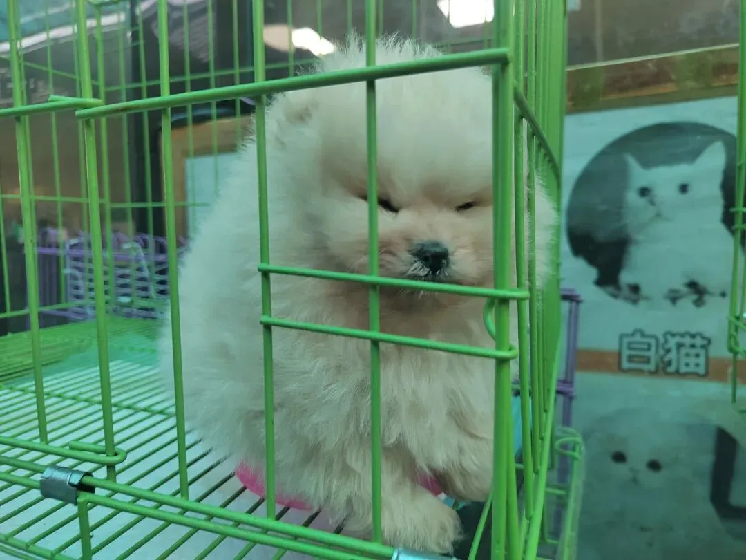 九朵荷|南阳花鸟市场:春天在这里落脚