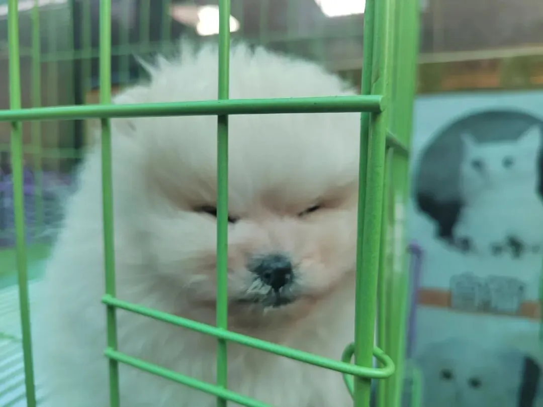 九朵荷|南阳花鸟市场:春天在这里落脚