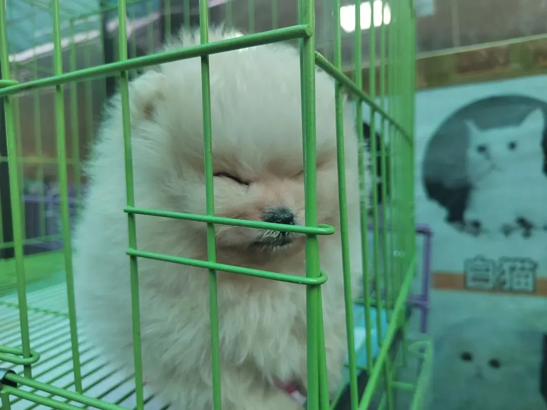 九朵荷|南阳花鸟市场:春天在这里落脚