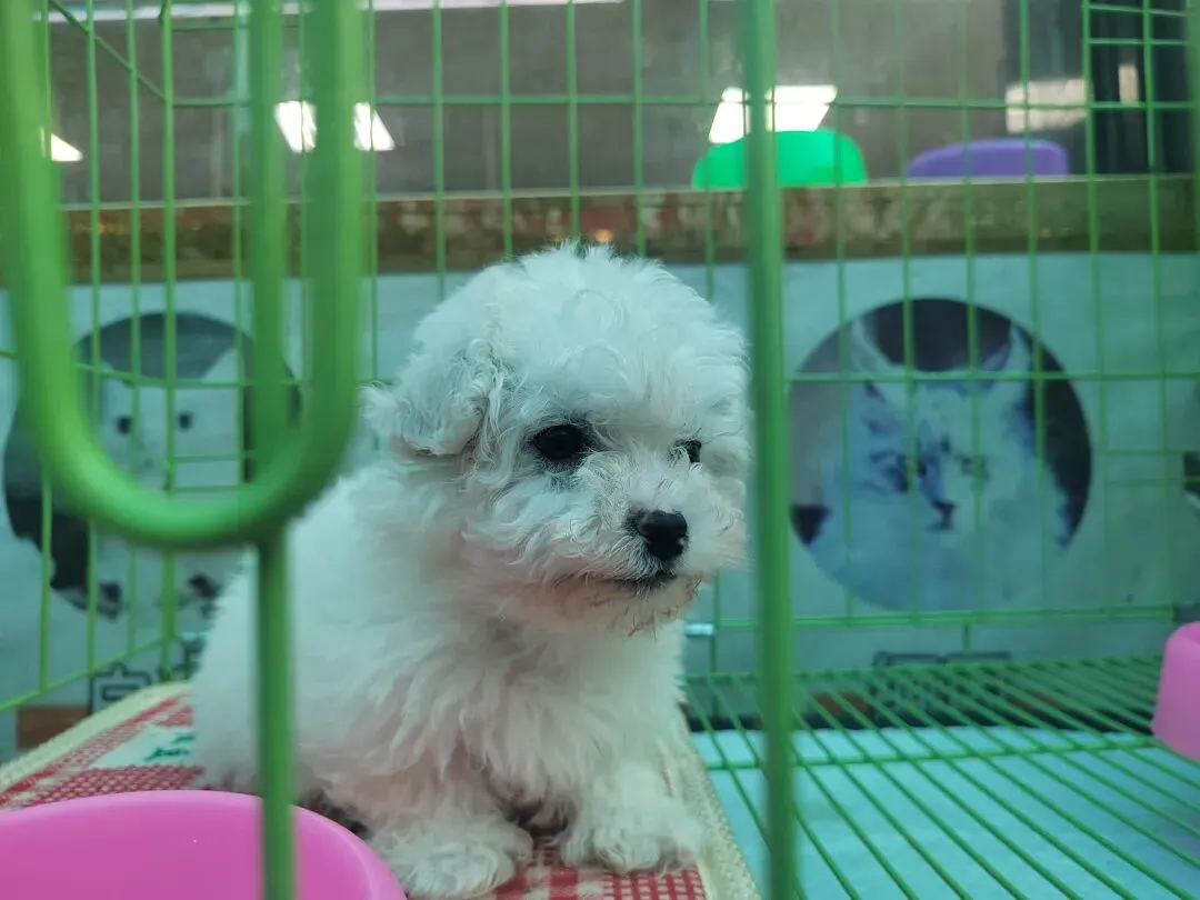 九朵荷|南阳花鸟市场:春天在这里落脚