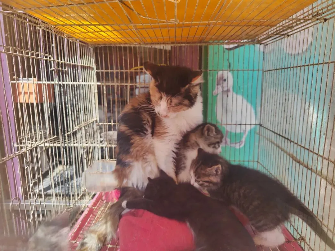 九朵荷|南阳花鸟市场:春天在这里落脚