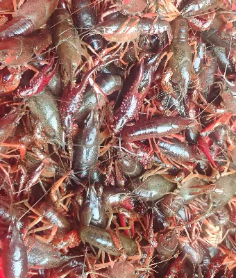 水产课组—小龙虾营销指引