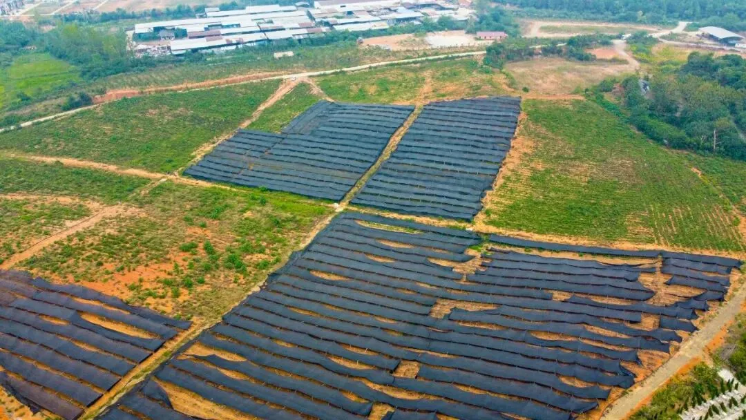 2026年中药材种植市场政策:迈向高质量与品牌化的发展新机遇