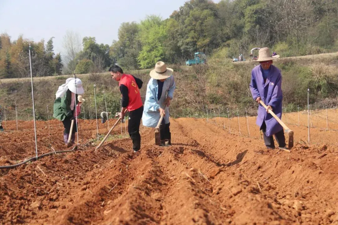 2026年中药材种植市场政策:迈向高质量与品牌化的发展新机遇
