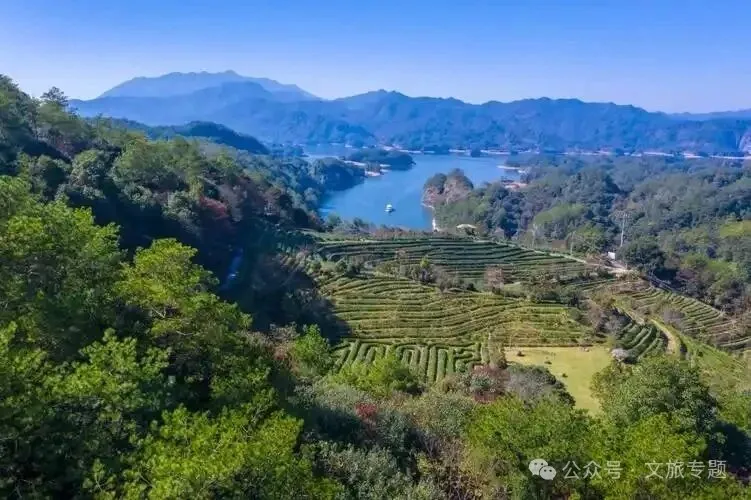 森林疗愈市场爆发,中国康养产业的下一个万亿级风口