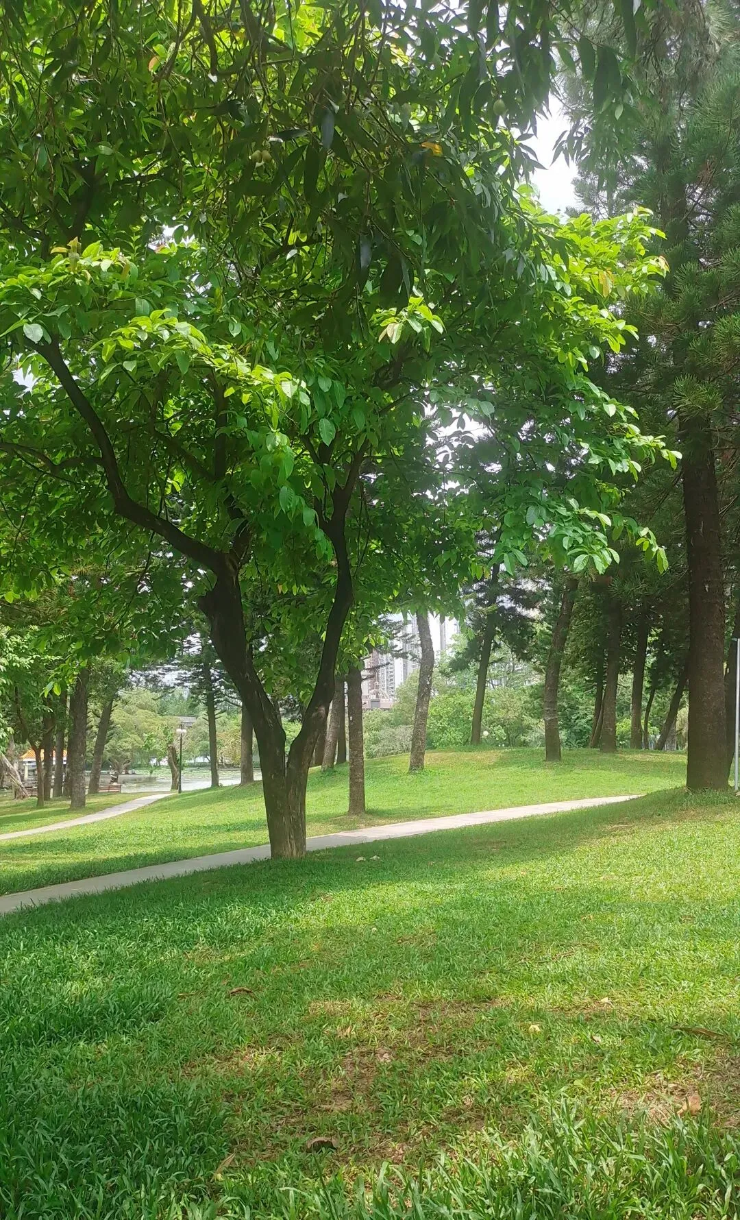 2026黄金珠宝市场三大趋势解读