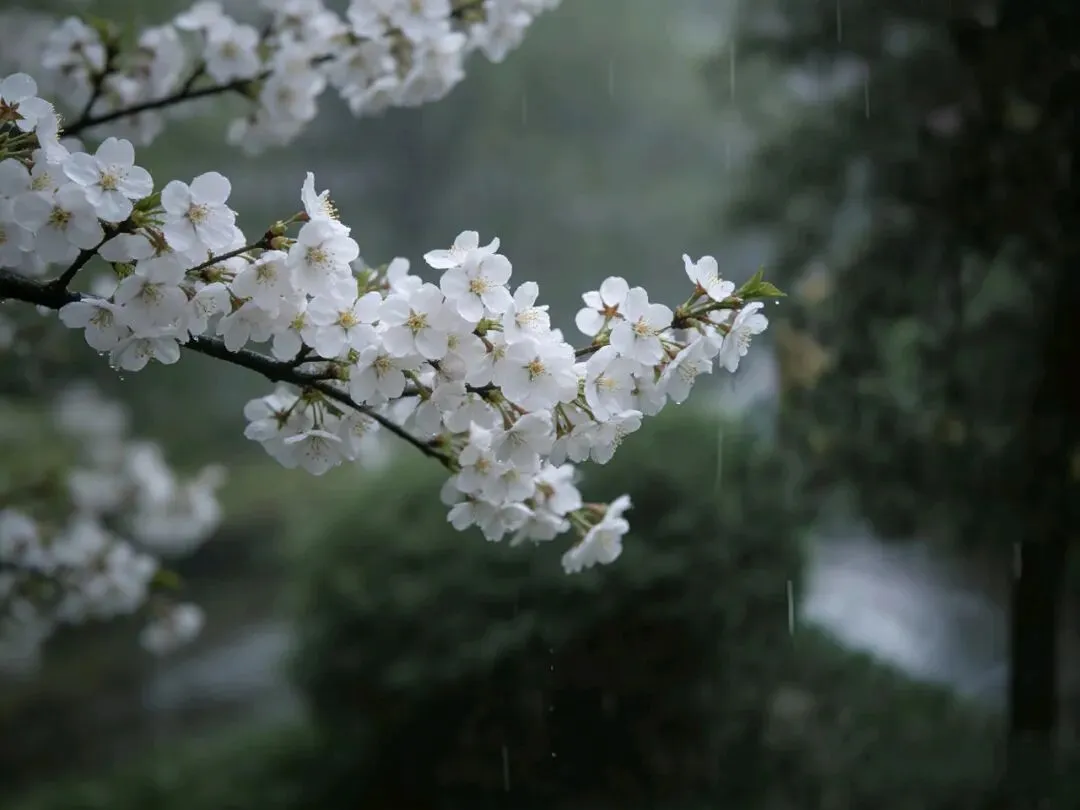 《狮子追不上羚羊?〈毛选〉里藏着县域营销的真经》