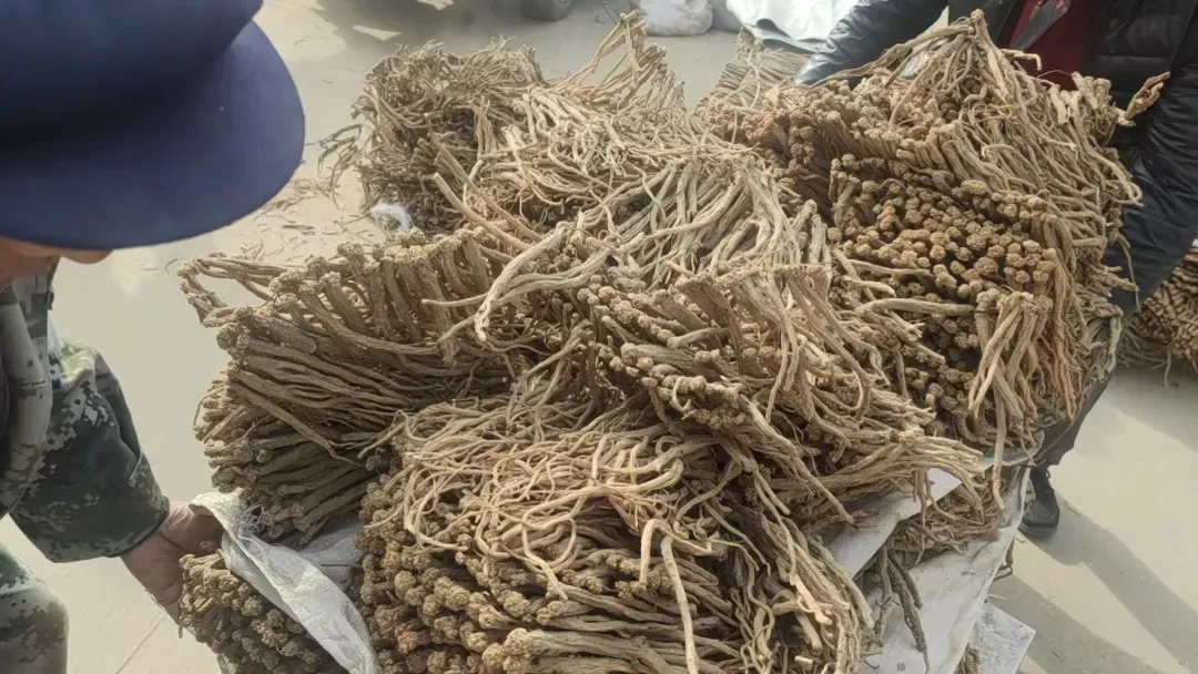 2026年3月25日渭源中药材市场快讯