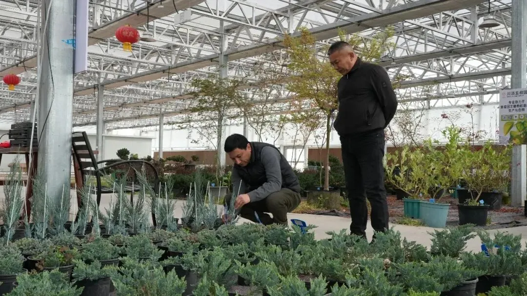 霍尔果斯绿化苗木走俏中亚市场