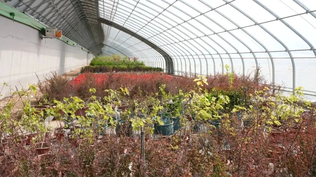 霍尔果斯绿化苗木走俏中亚市场