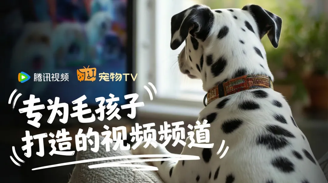 品牌营销动向(一)「腾讯视频给宠物打造了专门的 TV 频道」
