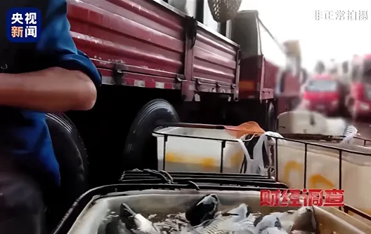 闪电行动!杭州水产市场开展活鱼麻醉剂风险隐患专项排查