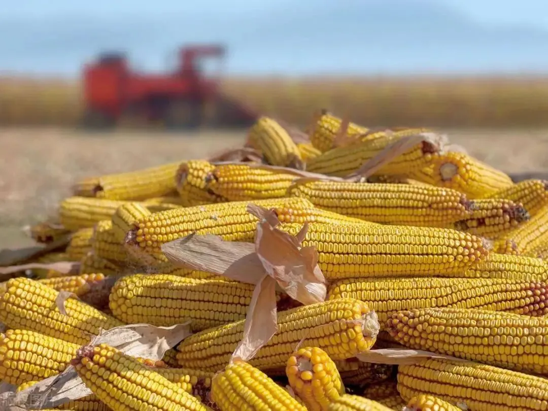 玉米市场多渠道联袂反弹,大幅冲高空间仍受限