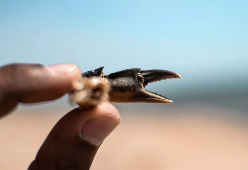 老吉房产营销第110天:Cutclaw龙虾混剪工具在二手房上的应用