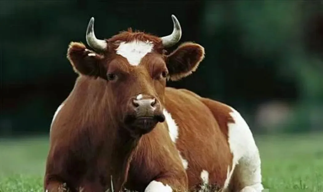 震惊!养牛户将“翻身暴赚”,牛价市场迎来大反转!