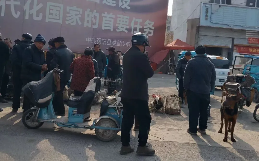 楚店镇猫狗大市场