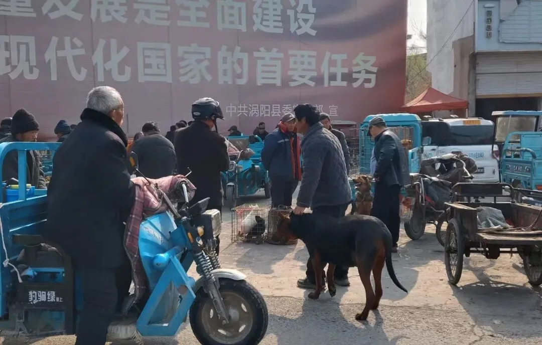 楚店镇猫狗大市场