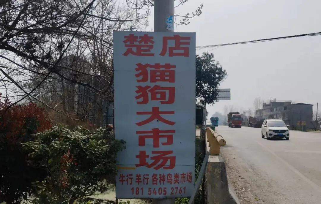 楚店镇猫狗大市场