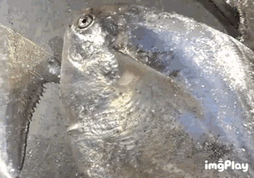 买菜新攻略!比市场还便宜?吃本港生猛海鲜人均只要30+、渔港直送到家!