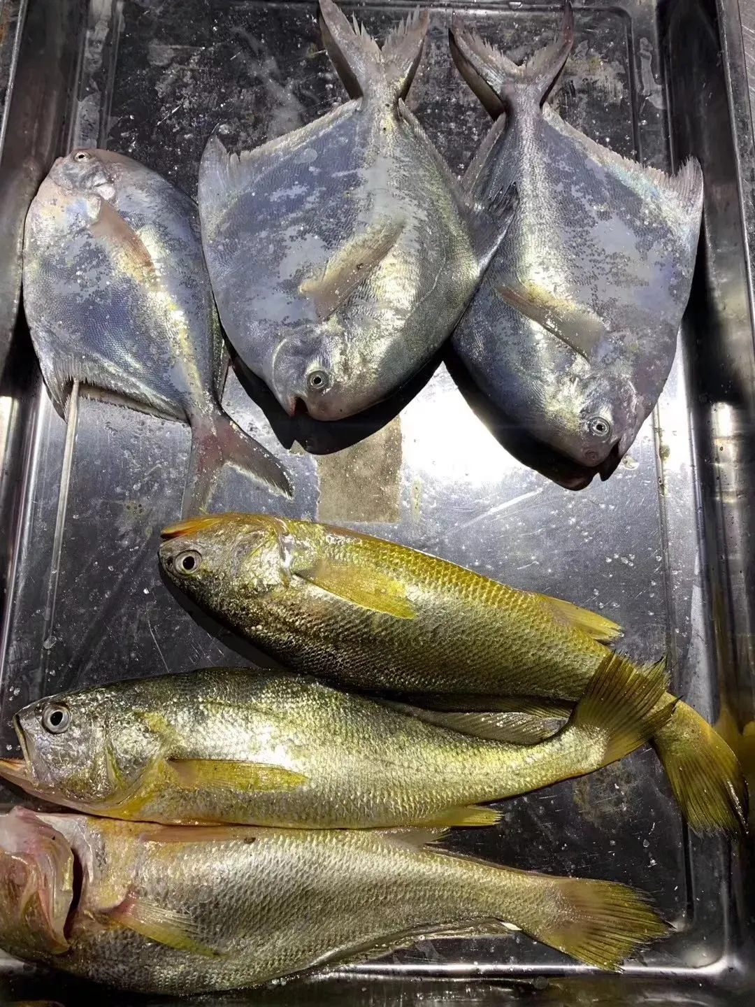 买菜新攻略!比市场还便宜?吃本港生猛海鲜人均只要30+、渔港直送到家!