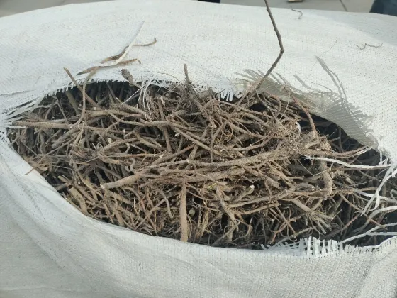 2026年3月24日文峰康美中药材市场快讯