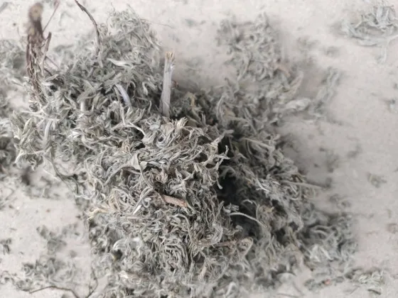 2026年3月24日文峰康美中药材市场快讯