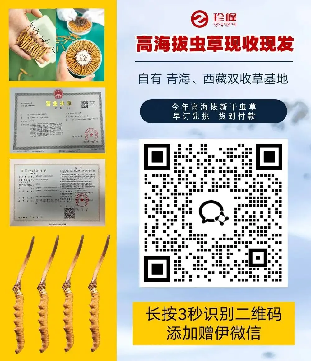 “虫草市场”暴雷!加了这个姑娘微信才知道,源头竟然这么便宜!