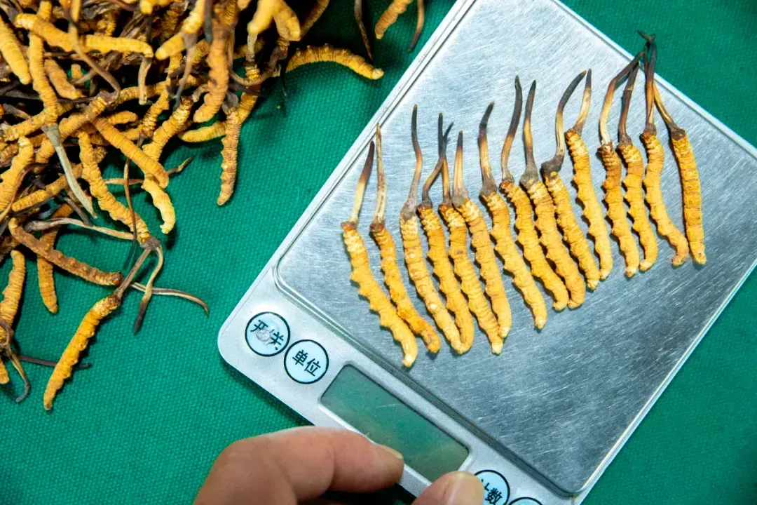 “虫草市场”暴雷!加了这个姑娘微信才知道,源头竟然这么便宜!