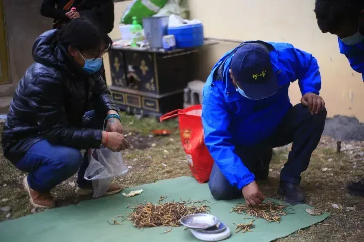 “虫草市场”暴雷!加了这个姑娘微信才知道,源头竟然这么便宜!