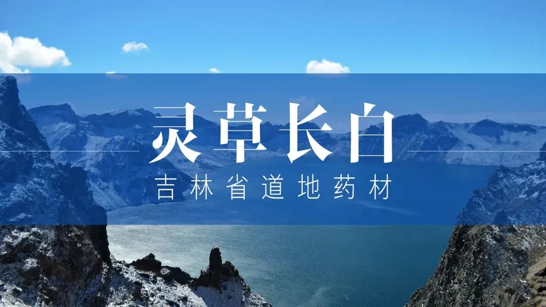 延边人参交易市场丨吉林省道地药材——人参
