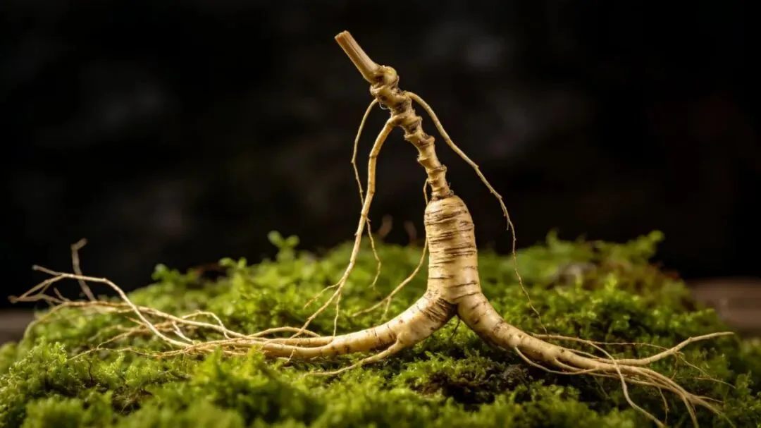 延边人参交易市场丨吉林省道地药材——人参