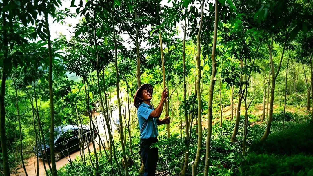 电白观珠镇沙垌沉香市场:香韵织就的产业绮梦