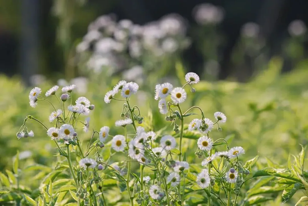 市场情绪渐缓,泡泡玛特遇挫:当下投资格局与个股解读