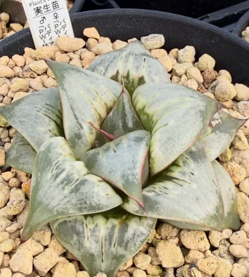 大宗商品:期货交易与市场波动