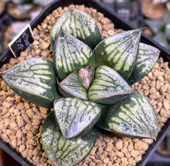 大宗商品:期货交易与市场波动