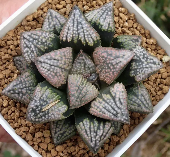 大宗商品:期货交易与市场波动