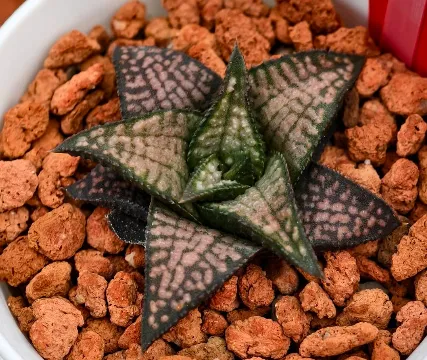 大宗商品:期货交易与市场波动