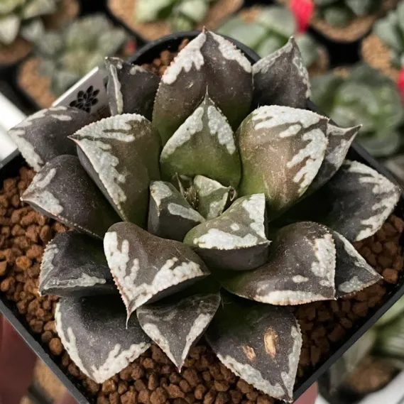 大宗商品:期货交易与市场波动